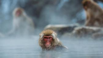 Onsen hotspring with Japanese snow monkeys