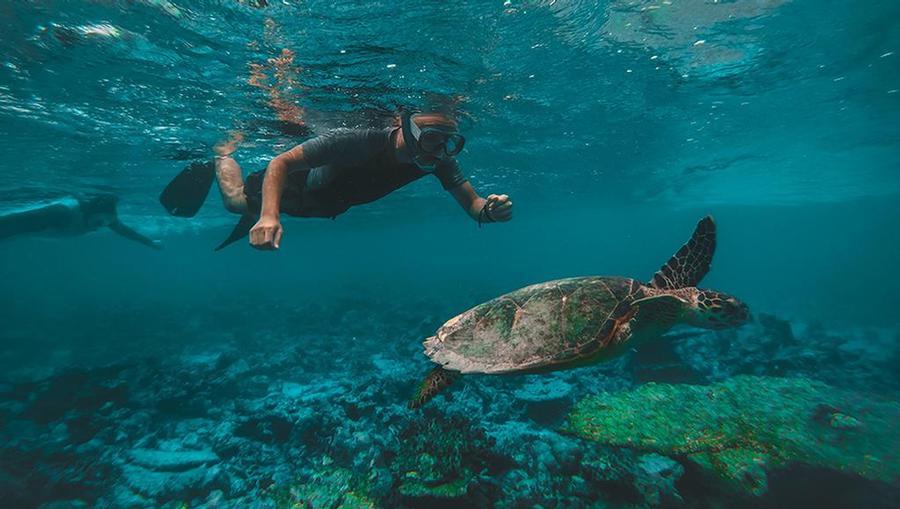 A couple snorkeling near a turtle and beautiful underwater reefs in Maui.
