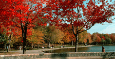 Trafalgar Last Minute Deals! Europe, USA, & Canada