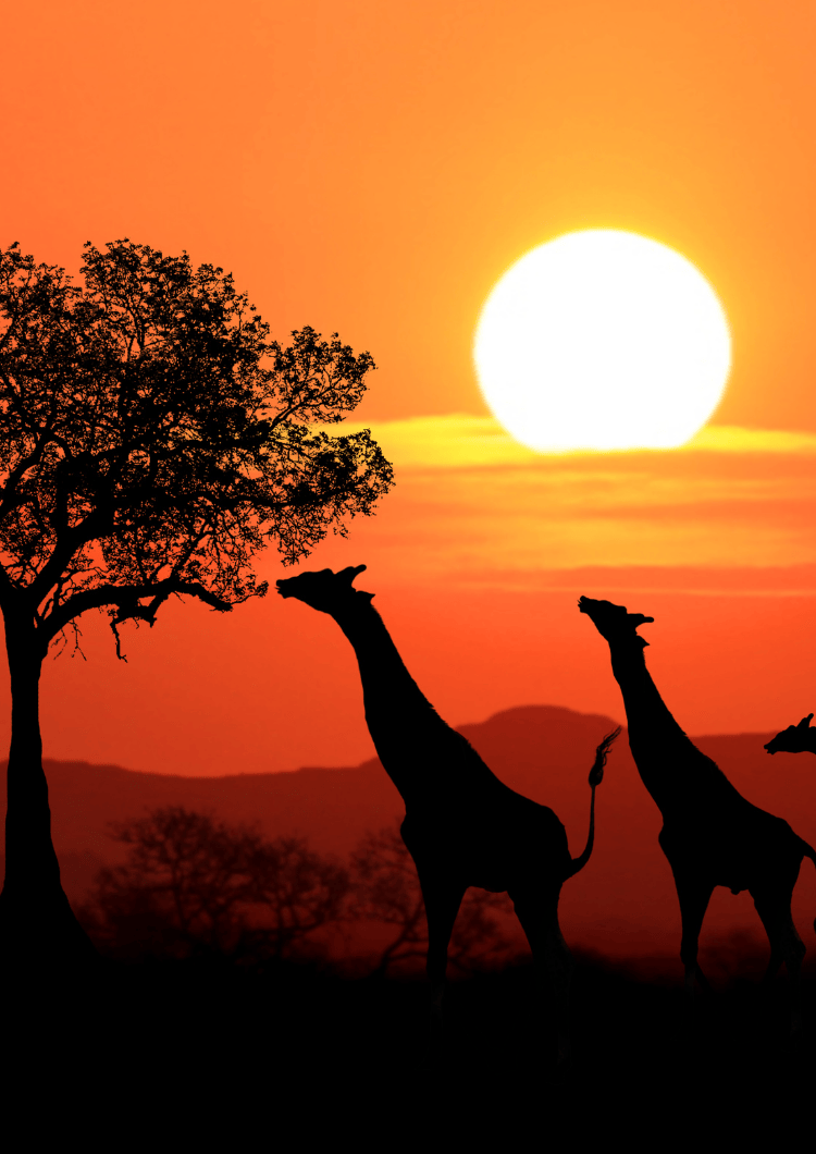 Africa