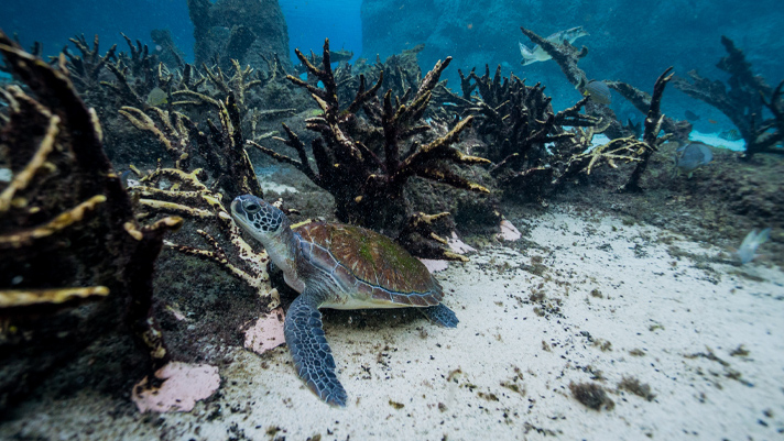 Take a dive and experience life under the sea in George Town, Cayman Islands.