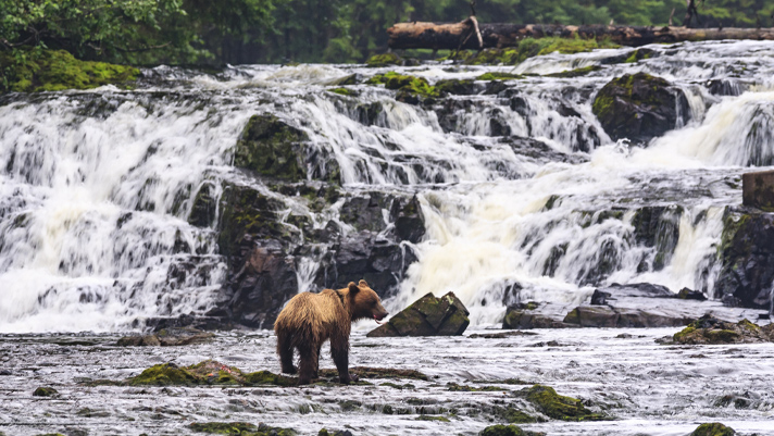 Alaska Excursion: Wildlife Viewing