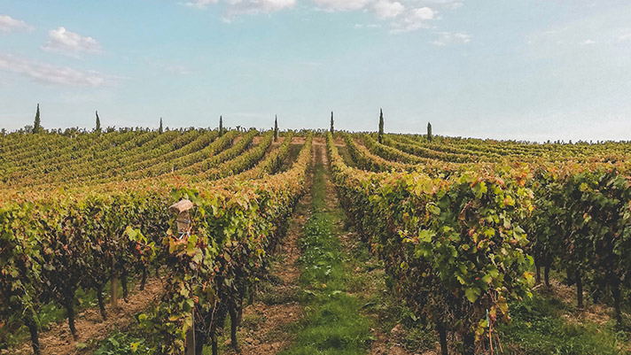 Vineyards in Bordeaux, France