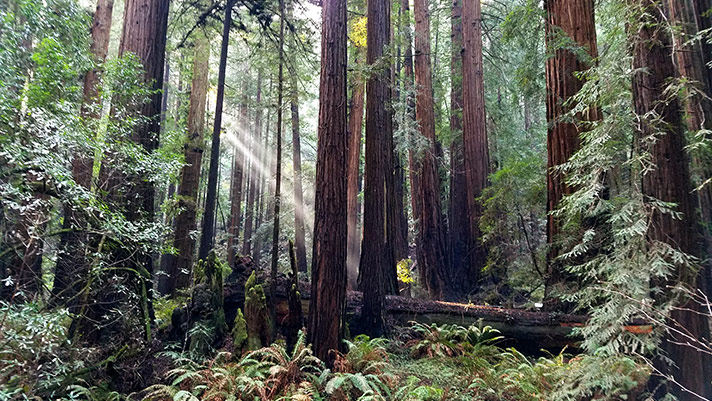 Muir Woods National Park