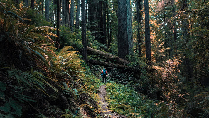 Redwood National Forest