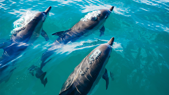 See dolphins up close with the Dolphin Watch and Wildlife Snorkel excursion.