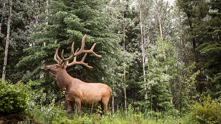 Experience majestic animal sightings as you pass through remote destinations.
