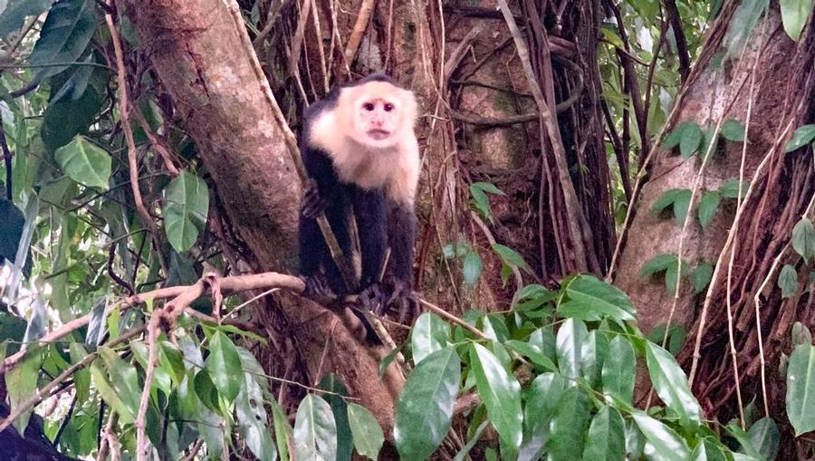 A Capuchin monkey in the Costa Rican rainforest.