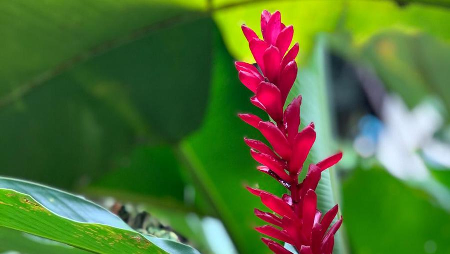 An exotic flower in the Costa Rican rainforest.