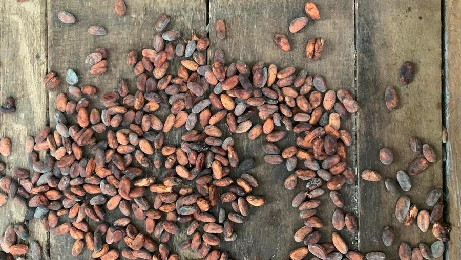 A view of roasted cacao beans before becoming chocolate in Costa Rica.
