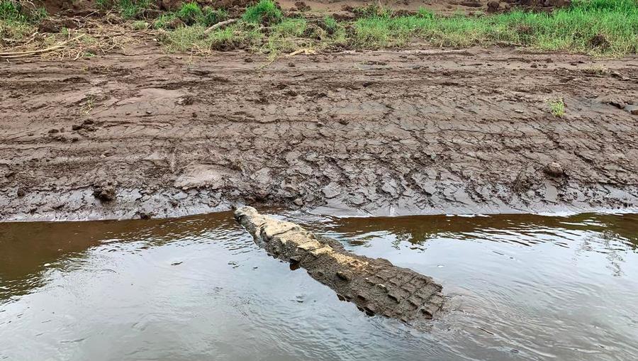 A crocodile in Costa Rica.