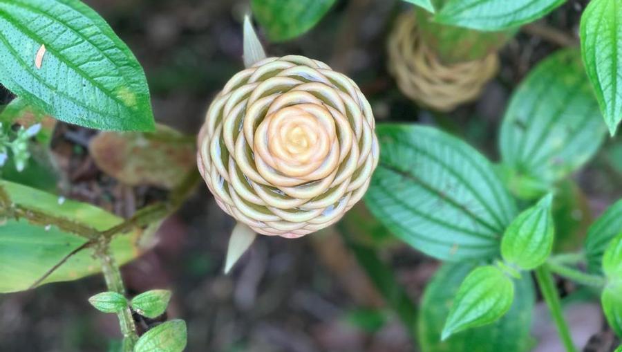 A tropical flower found in the Costa Rican rainforest.