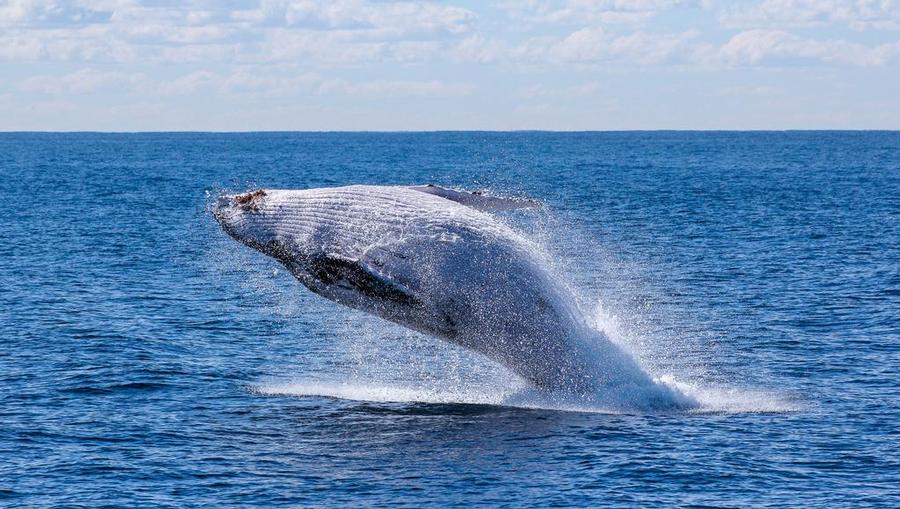 A Humpback whale jumping out of the water in Alaska.