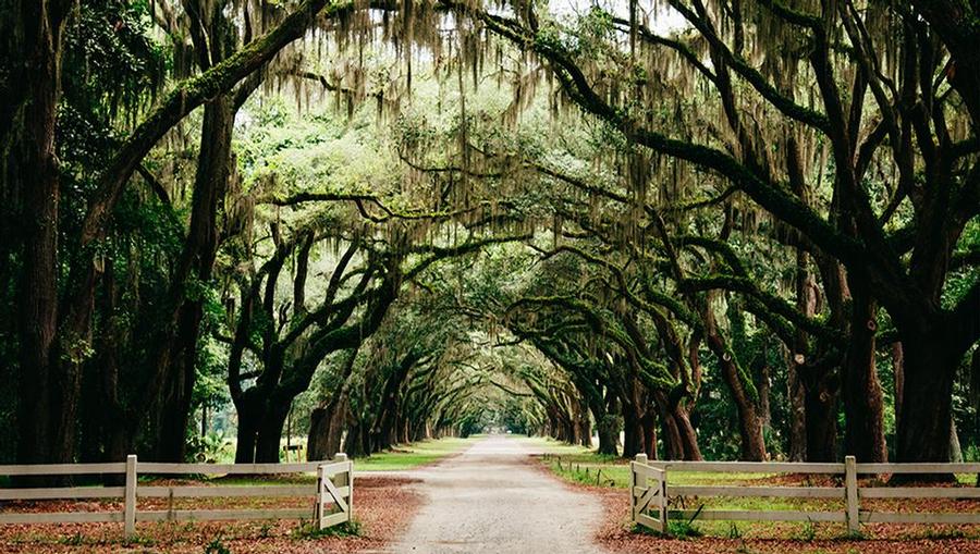 A tunnel view of Spanish Moss trees.