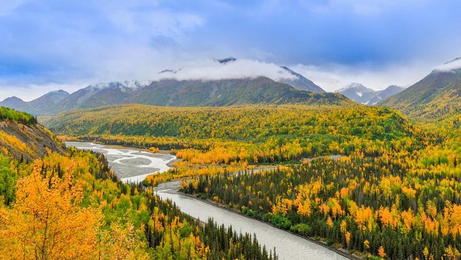A beautiful Alaskan field of yellow flowers, a flowing stream, and towering mountains.