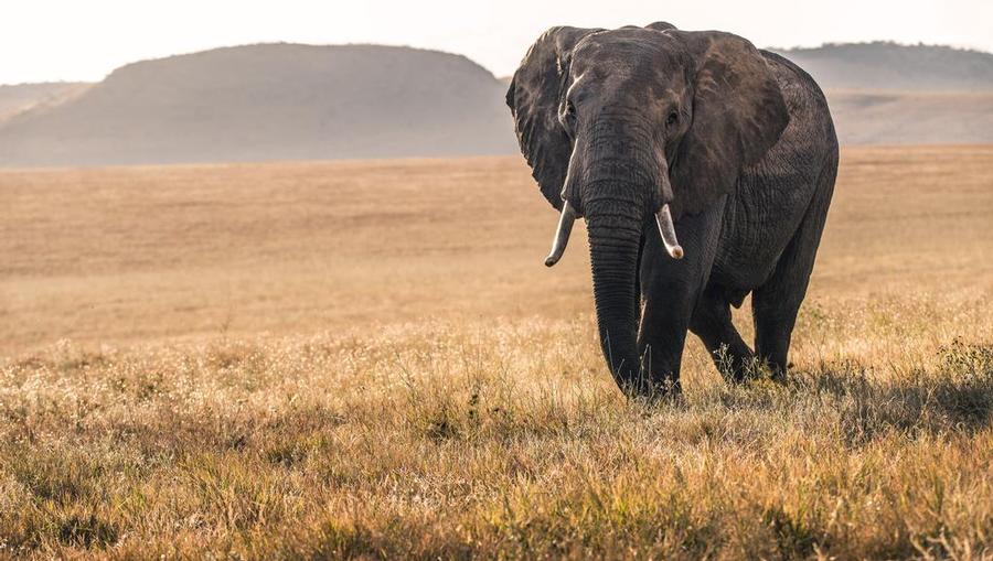 An elephant roams in Kenya, one of Crystal Cruises trending destinations