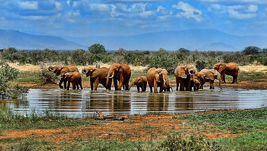 South African elephants drinking water from a watering hole.