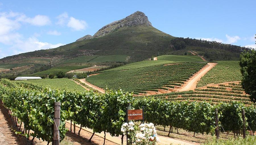 A view of a winery in South Africa.