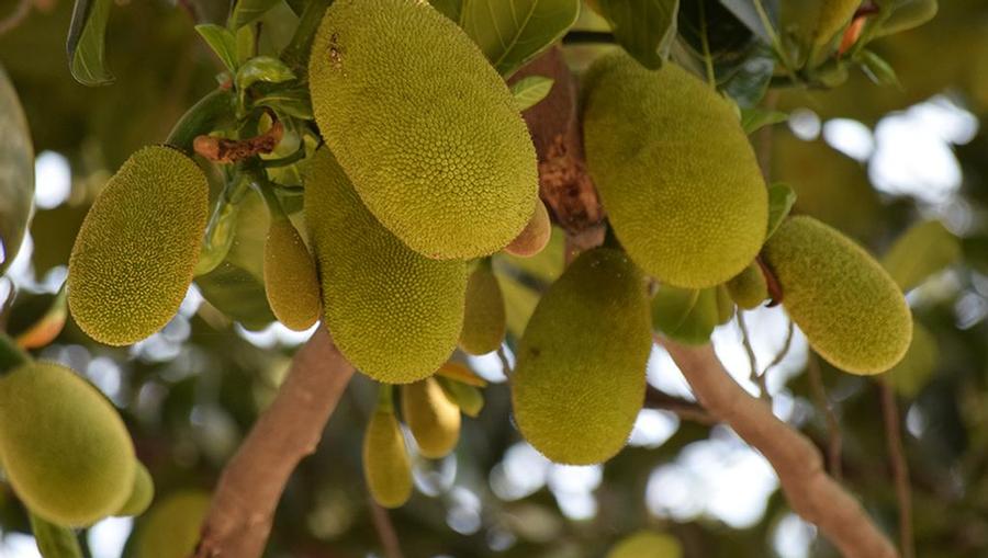 Ripe Jackfruit hanging from a tree in Maui, Hawaii.