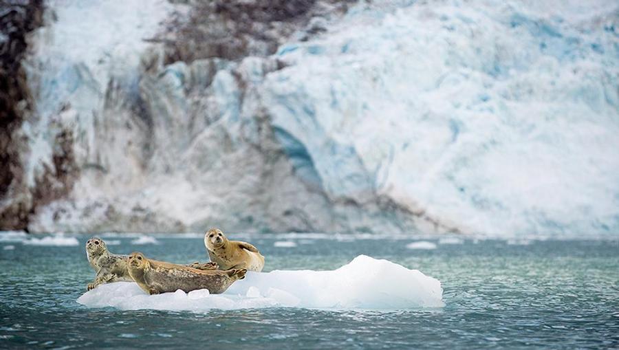 Sea Lions gather in Seward, Alaska.