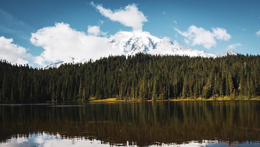 Mt. Rainier National Park stunning view of the trees in the skyline