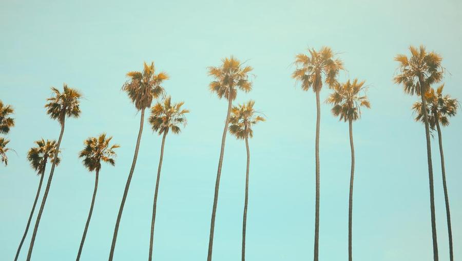 Palms trees and blue skies