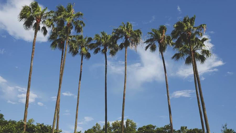 Gorgeous Orlando palm trees