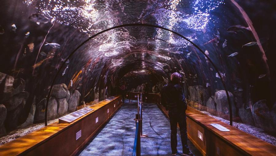 Lisbon Aquarium Experiences