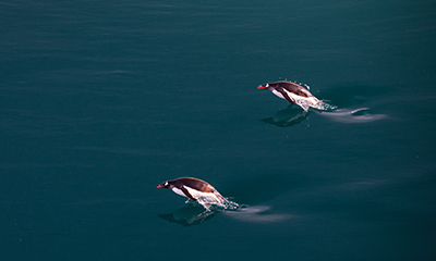 Avoya Advantage Exclusive – $500 Free Onboard Credit on 2025-2027 Sailings!